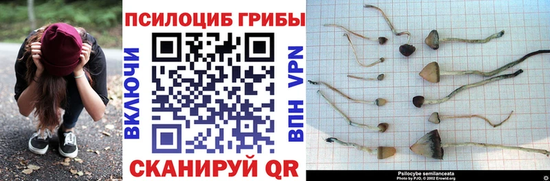 Псилоцибиновые грибы Psilocybe  Черногорск 