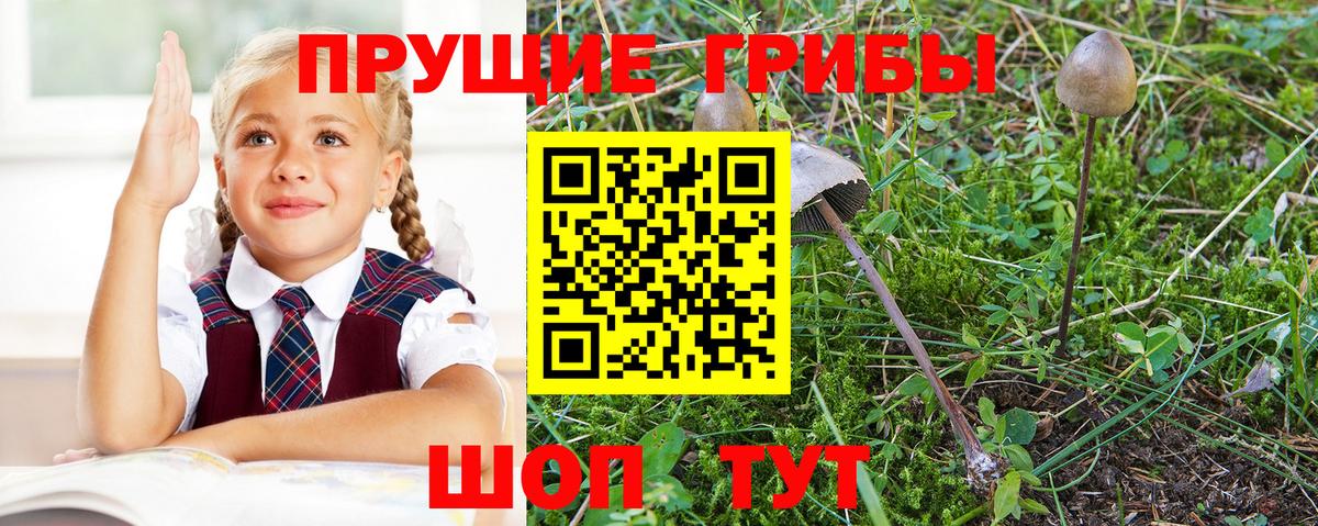 Галлюциногенные грибы GOLDEN TEACHER  Вход с VPN  Черногорск 
